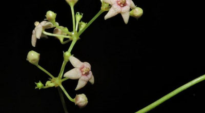 Two new plant species discovered from shola forests