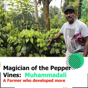 Magician of the Pepper Vines:  Muhammadali