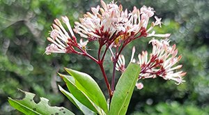 A new plant belonging to the genus Ixora was discovered