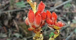 A new parasitic plant discovered from the Western Ghats