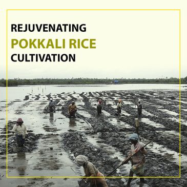 Rejuvenating the Pokkali Rice Cultivation Through Model Farms and Integrated Farming Approaches