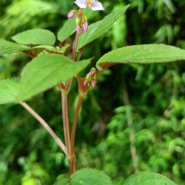 Sonerila anchurulica- a new species from Western Ghats, Idukki