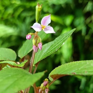 Sonerila anchurulica- a new species from Western Ghats, Idukki