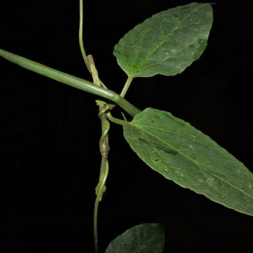 Heterostemma dalzellii, a new distributional record of rare endemic plant from south Western Ghats